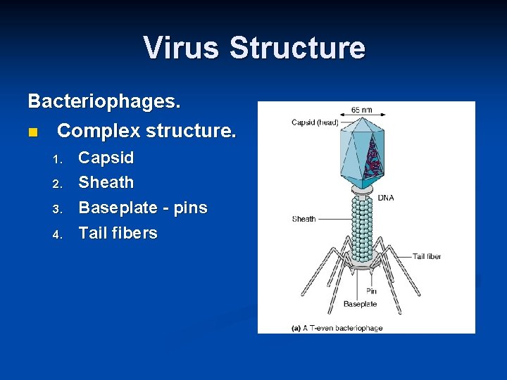 Virus Structure Bacteriophages. Complex structure. 1. 2. 3. 4. Capsid Sheath Baseplate - pins