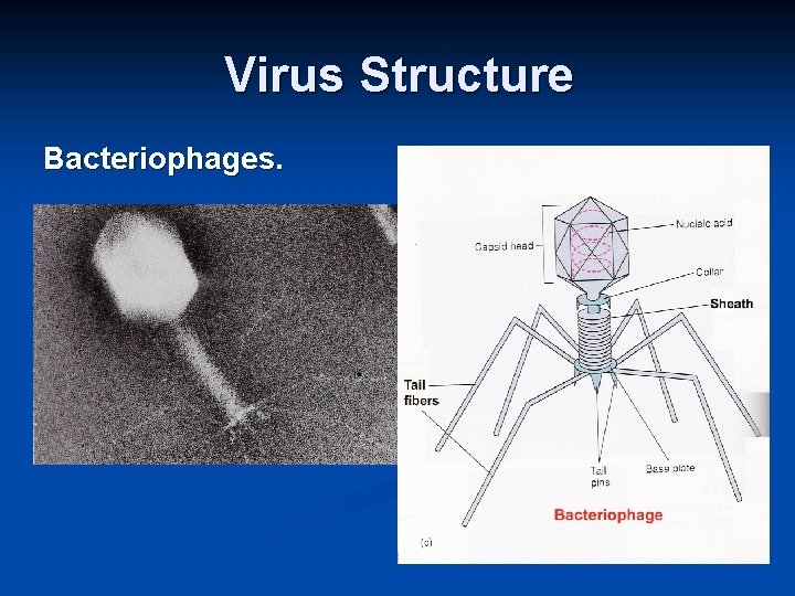 Virus Structure Bacteriophages. 