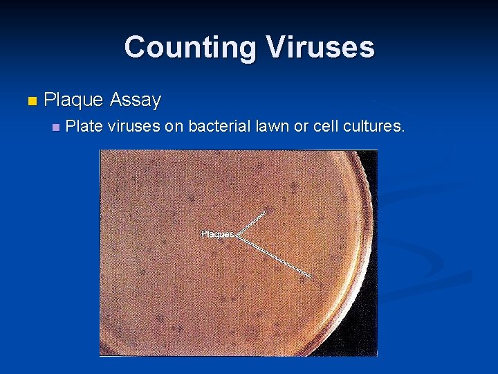 Counting Viruses Plaque Assay Plate viruses on bacterial lawn or cell cultures. 