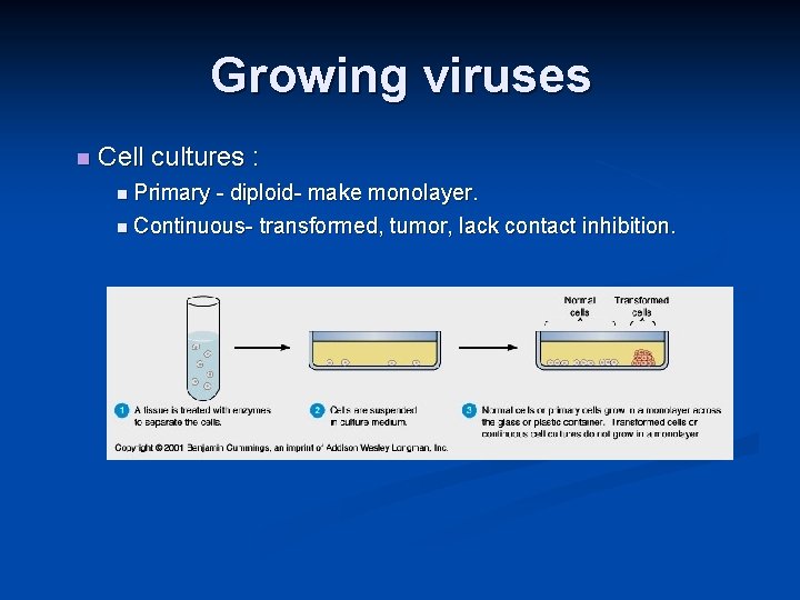 Growing viruses Cell cultures : Primary - diploid- make monolayer. Continuous- transformed, tumor, lack