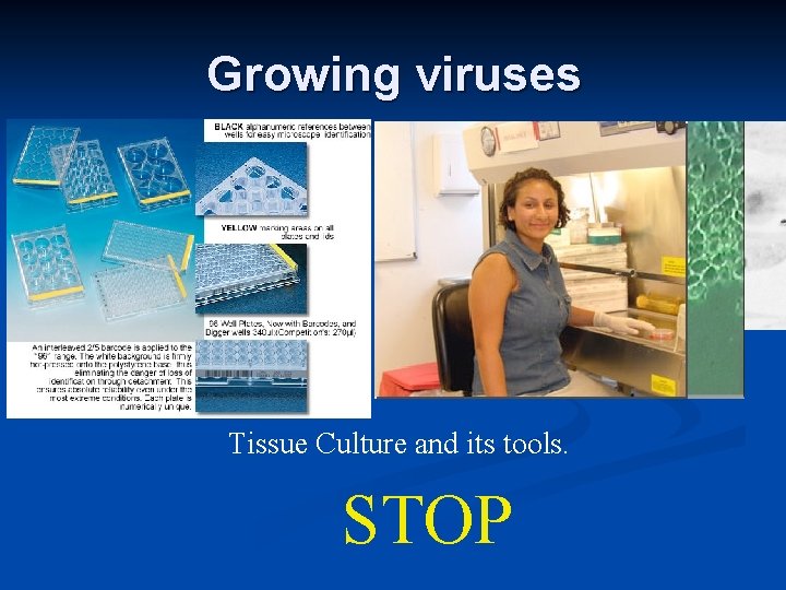 Growing viruses Tissue Culture and its tools. STOP 