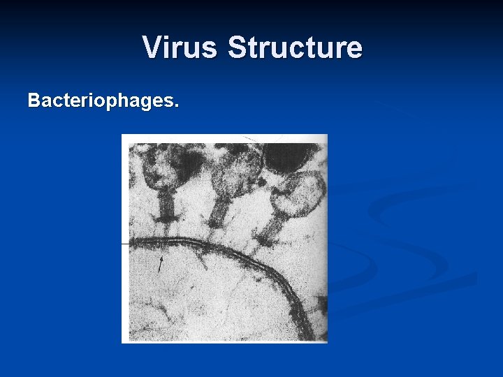 Virus Structure Bacteriophages. 