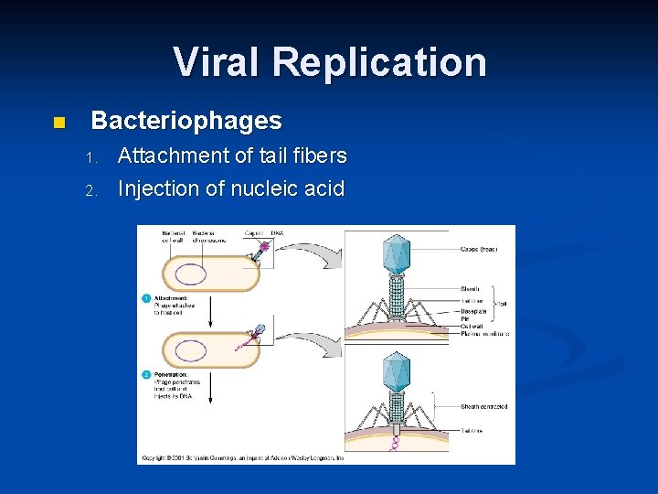 Viral Replication Bacteriophages 1. 2. Attachment of tail fibers Injection of nucleic acid 