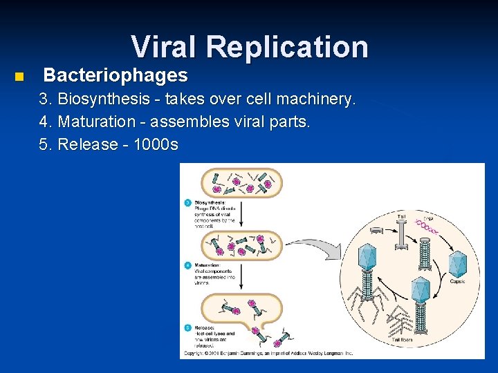 Viral Replication Bacteriophages 3. Biosynthesis - takes over cell machinery. 4. Maturation - assembles