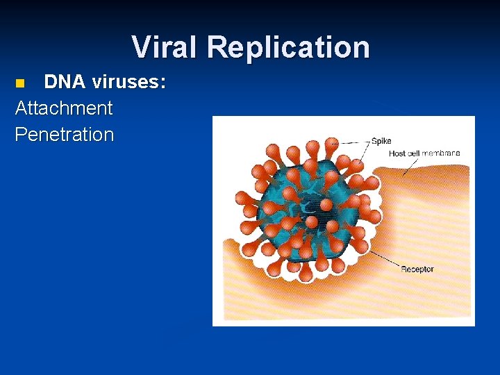 Viral Replication DNA viruses: Attachment Penetration 