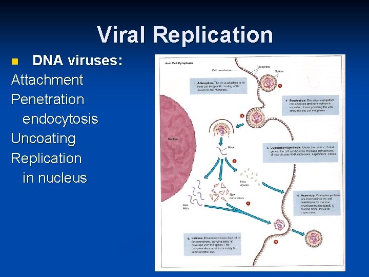 Viral Replication DNA viruses: Attachment Penetration endocytosis Uncoating Replication in nucleus 