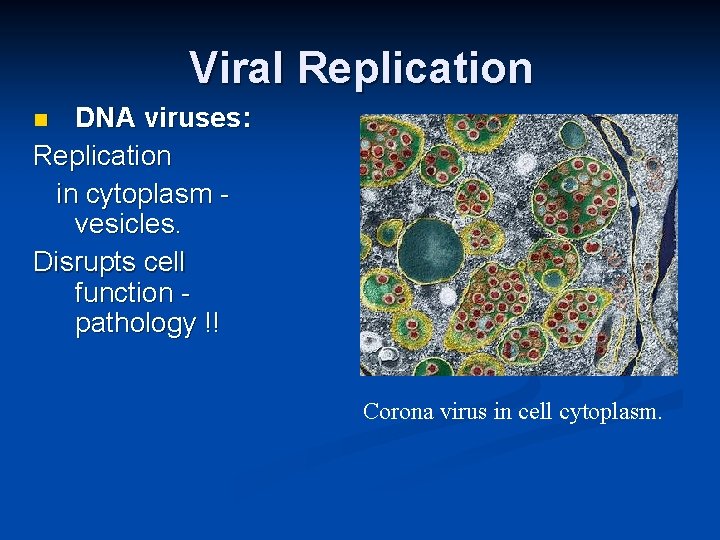 Viral Replication DNA viruses: Replication in cytoplasm vesicles. Disrupts cell function pathology !! Corona