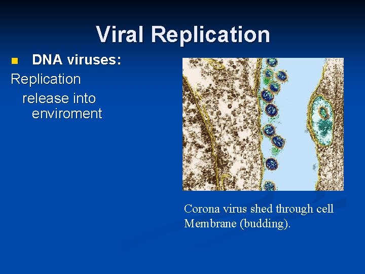 Viral Replication DNA viruses: Replication release into enviroment Corona virus shed through cell Membrane