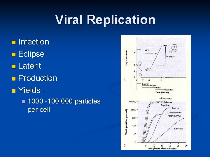 Viral Replication Infection Eclipse Latent Production Yields 1000 -100, 000 particles per cell 