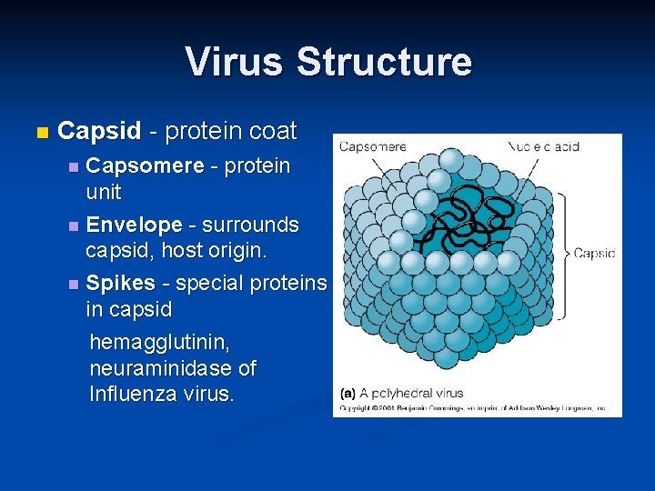 Virus Structure Capsid - protein coat Capsomere - protein unit Envelope - surrounds capsid,