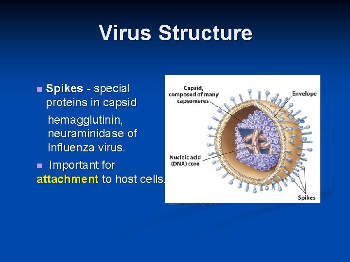 Virus Structure Spikes - special proteins in capsid hemagglutinin, neuraminidase of Influenza virus. Important