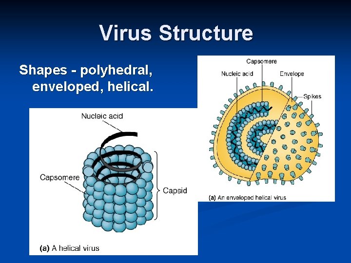 Virus Structure Shapes - polyhedral, enveloped, helical. 