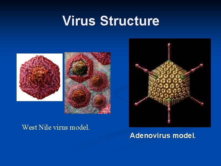 Virus Structure West Nile virus model. Adenovirus model. 