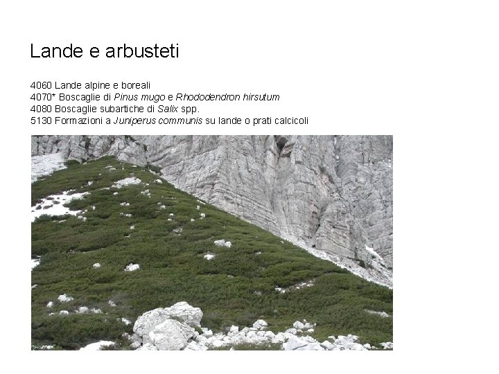 Lande e arbusteti 4060 Lande alpine e boreali 4070* Boscaglie di Pinus mugo e