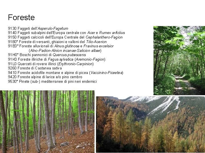Foreste 9130 Faggeti dell'Asperulo-Fagetum 9140 Faggeti subalpini dell'Europa centrale con Acer e Rumex arifolius