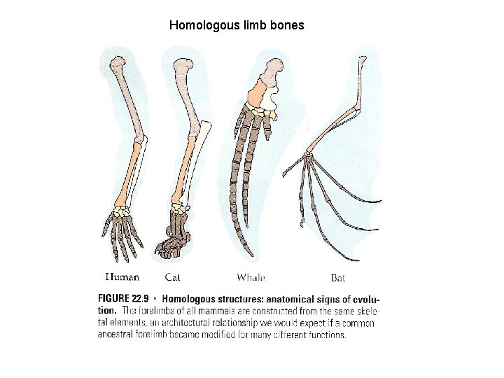 Homologous limb bones 