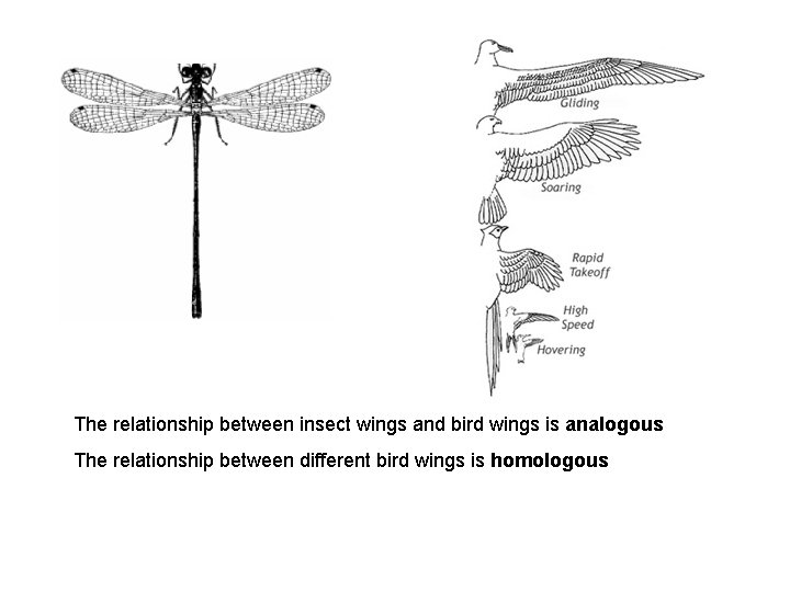 The relationship between insect wings and bird wings is analogous The relationship between different