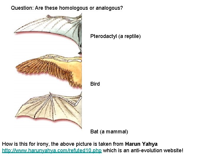 Question: Are these homologous or analogous? Pterodactyl (a reptile) Bird Bat (a mammal) How