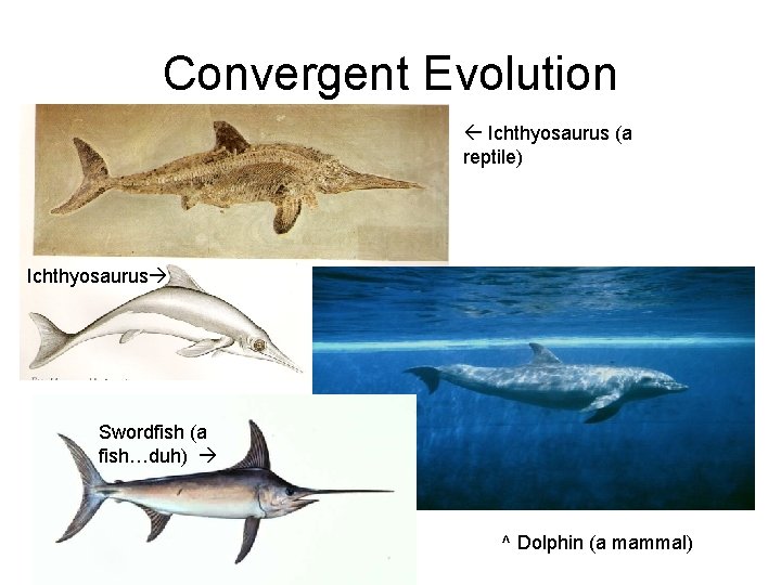 Convergent Evolution Ichthyosaurus (a reptile) Ichthyosaurus Swordfish (a fish…duh) ^ Dolphin (a mammal) 