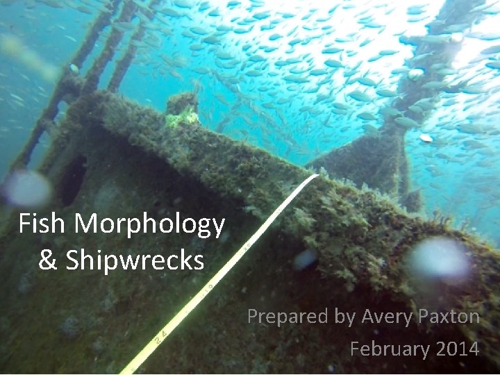 Fish Morphology & Shipwrecks Prepared by Avery Paxton February 2014 
