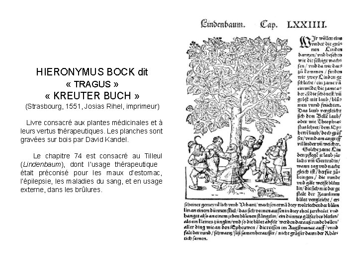 HIERONYMUS BOCK dit « TRAGUS » « KREUTER BUCH » (Strasbourg, 1551, Josias Rihel,
