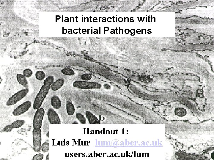 Plant interactions with bacterial Pathogens Handout 1: Luis Mur lum@aber. ac. uk users. aber.