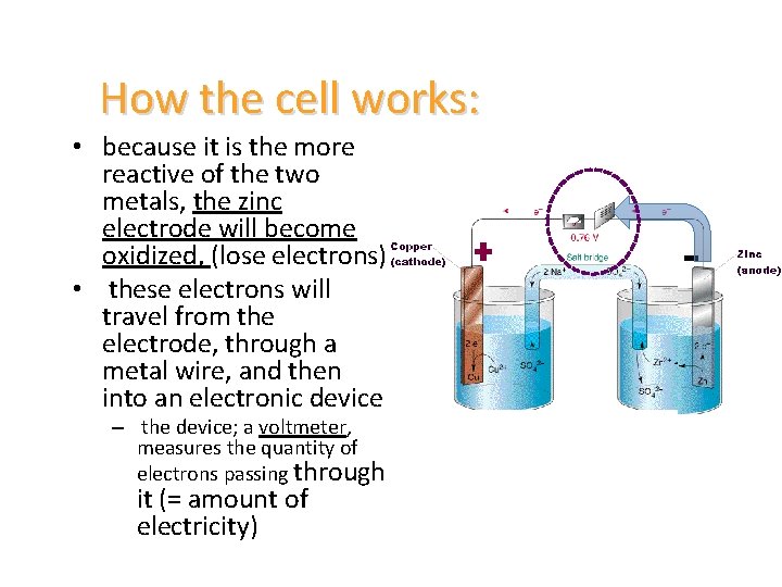 How the cell works: • because it is the more reactive of the two
