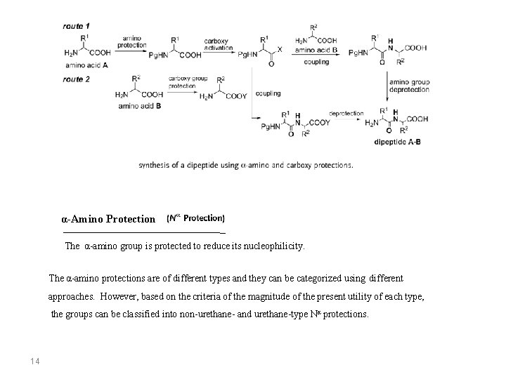 α-Amino Protection The α-amino group is protected to reduce its nucleophilicity. The α-amino protections α-Amino Protection The α-amino group is protected to reduce its nucleophilicity. The α-amino protections