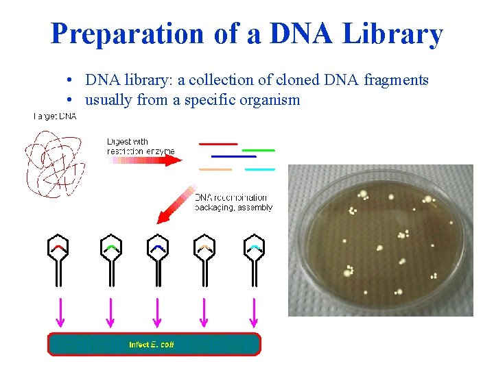 Preparation of a DNA Library • DNA library: a collection of cloned DNA fragments