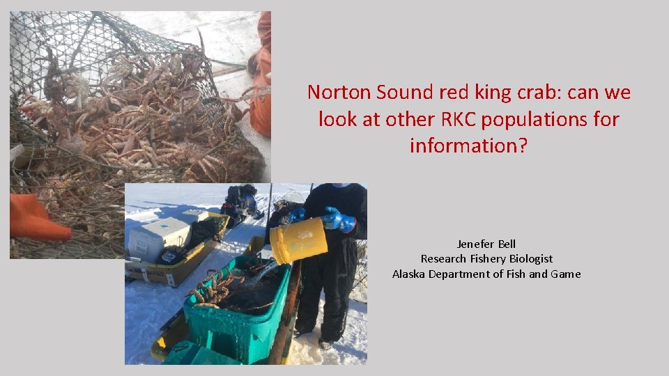 Norton Sound red king crab: can we look at other RKC populations for information?