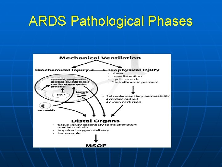 ARDS Pathological Phases 
