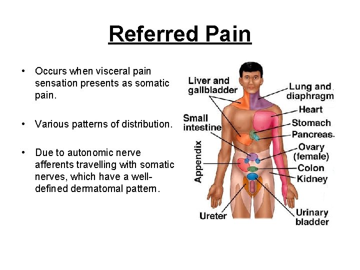 Referred Pain • Occurs when visceral pain sensation presents as somatic pain. • Various