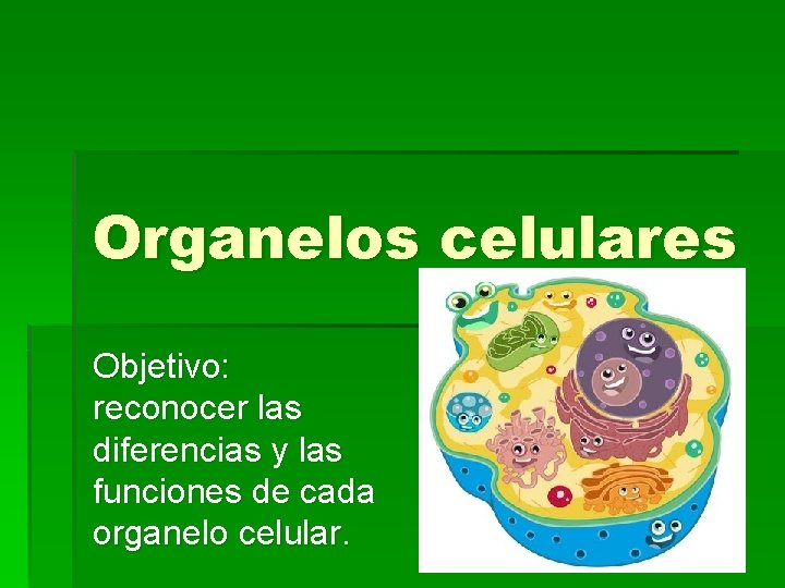 Organelos celulares Objetivo: reconocer las diferencias y las funciones de cada organelo celular. 