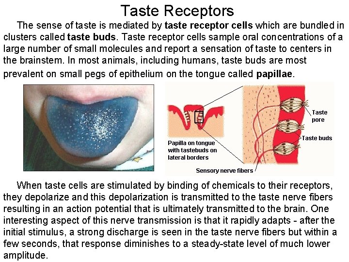 Taste Receptors The sense of taste is mediated by taste receptor cells which are