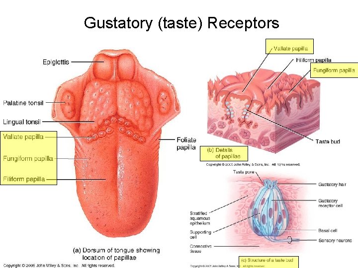 Gustatory (taste) Receptors Gustatory (taste) Receptors