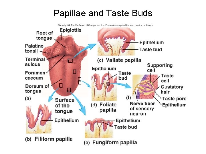 Papillae and Taste Buds 