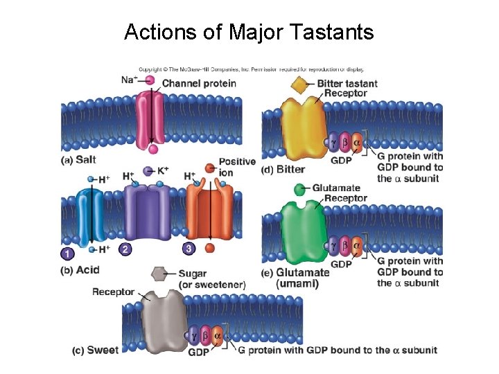 Actions of Major Tastants 