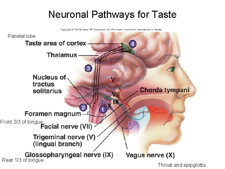 Neuronal Pathways for Taste Parietal lobe Front 2/3 of tongue Rear 1/3 of tongue