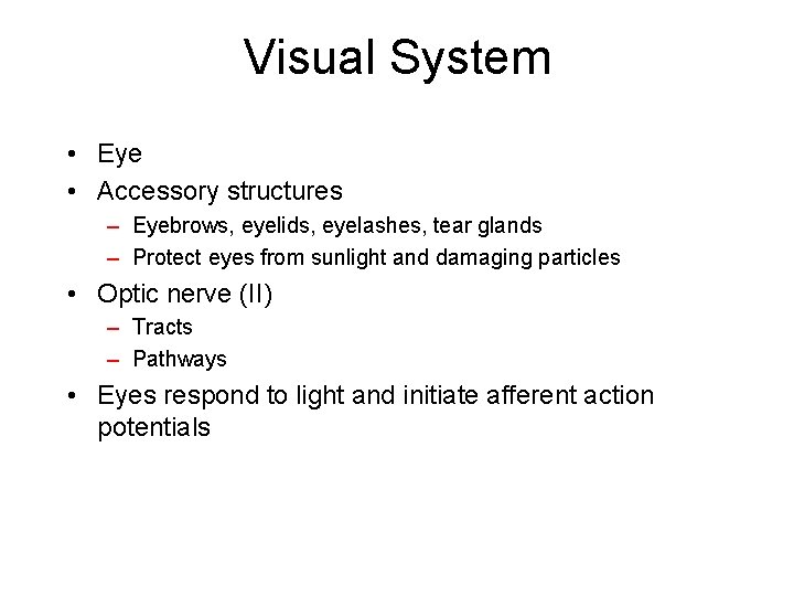 Visual System • Eye • Accessory structures – Eyebrows, eyelids, eyelashes, tear glands –