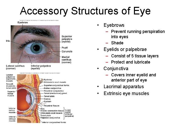 Accessory Structures of Eye • Eyebrows – Prevent running perspiration into eyes – Shade