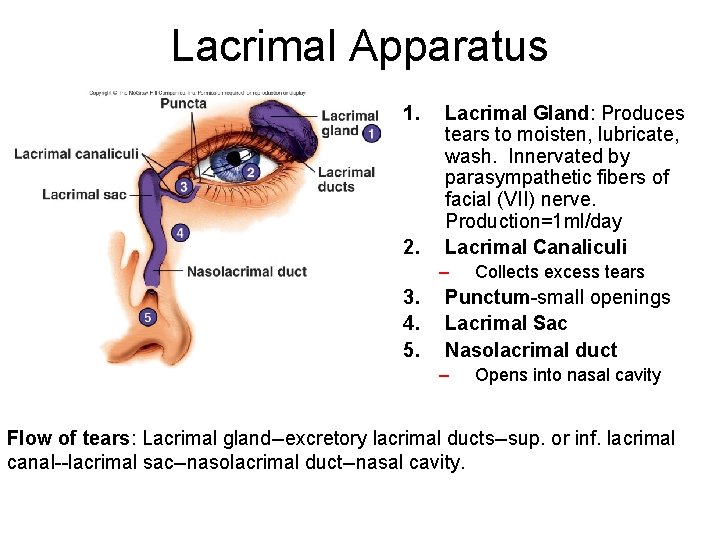 Lacrimal Apparatus 1. 2. Lacrimal Gland: Produces tears to moisten, lubricate, wash. Innervated by