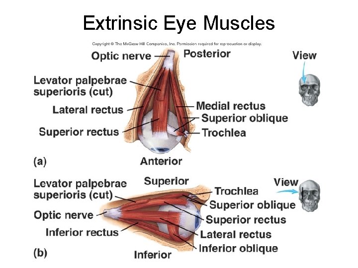 Extrinsic Eye Muscles 