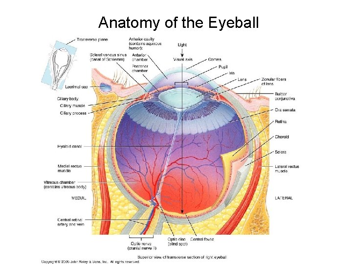 Anatomy of the Eyeball 