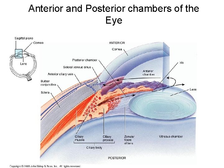 Anterior and Posterior chambers of the Eye 