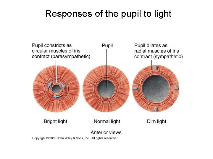 Responses of the pupil to light 