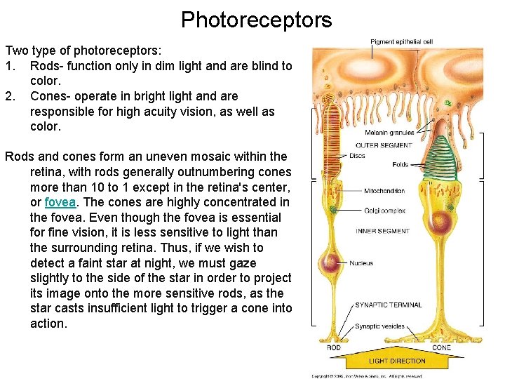 Photoreceptors Two type of photoreceptors: 1. Rods- function only in dim light and are