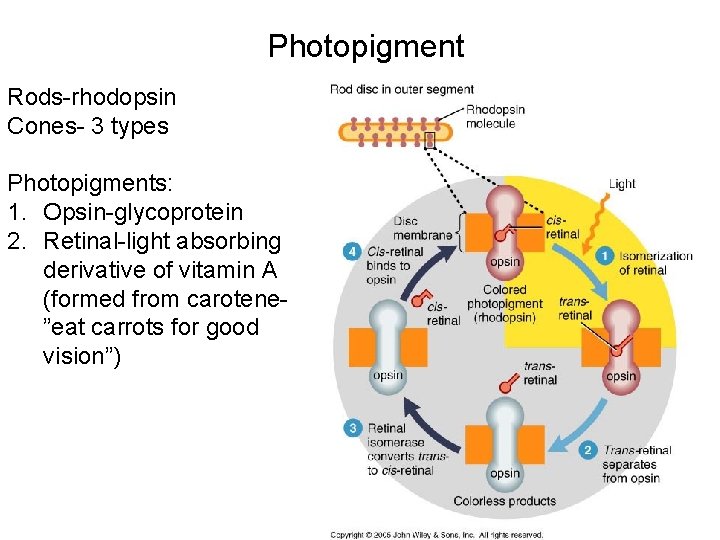 Photopigment Rods-rhodopsin Cones- 3 types Photopigments: 1. Opsin-glycoprotein 2. Retinal-light absorbing derivative of vitamin