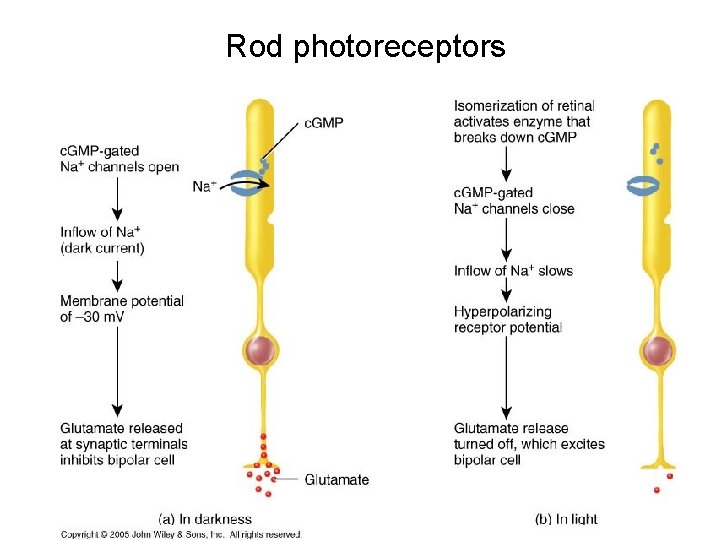 Rod photoreceptors 