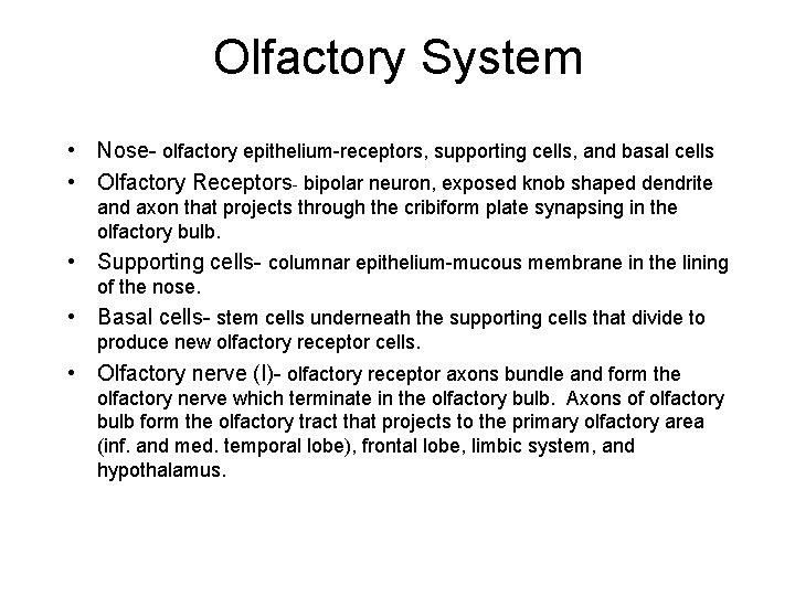 Olfactory System • Nose- olfactory epithelium-receptors, supporting cells, and basal cells • Olfactory Receptors-