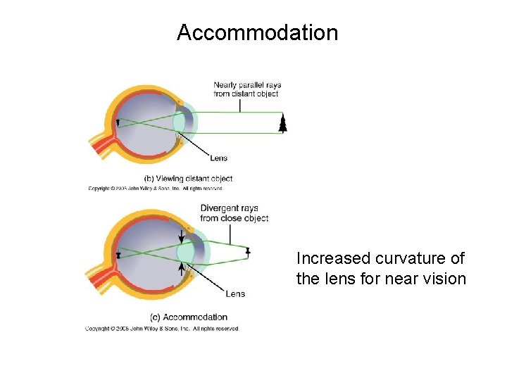 Accommodation Increased curvature of the lens for near vision 